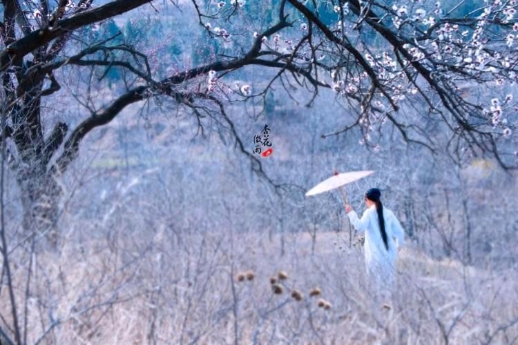 《十二号站台*杏花微雨》 倚楼望月诗社2024年第一期同题诗（图22）
