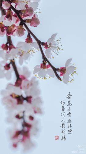 《十二号站台*杏花微雨》 倚楼望月诗社2024年第一期同题诗（图20）