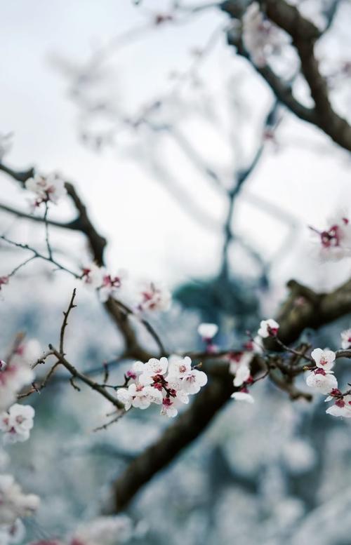 《十二号站台*杏花微雨》 倚楼望月诗社2024年第一期同题诗（图21）