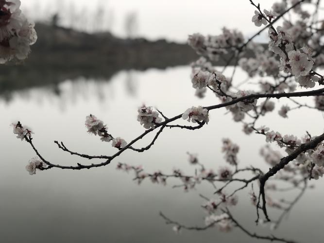 《十二号站台*杏花微雨》 倚楼望月诗社2024年第一期同题诗（图18）