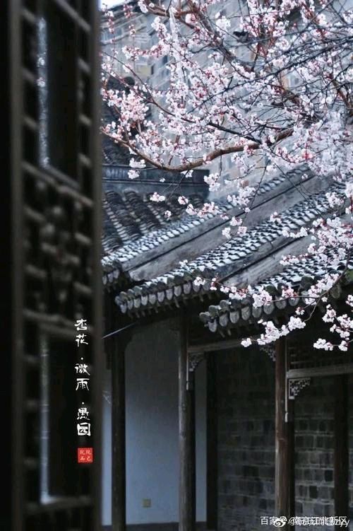 《十二号站台*杏花微雨》 倚楼望月诗社2024年第一期同题诗（图13）
