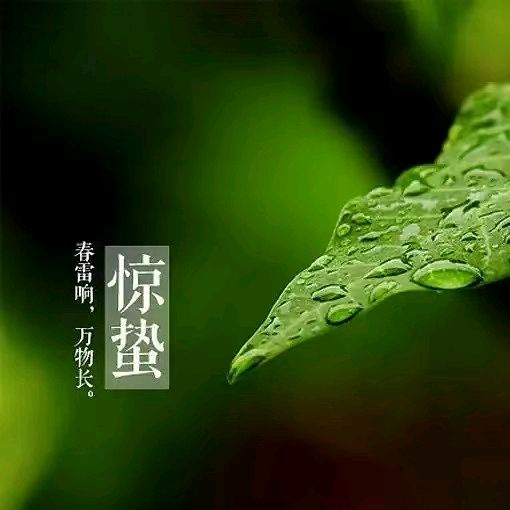【荣耀中国】五律·玉兰花开文/刘光华（重庆野布）（图3）