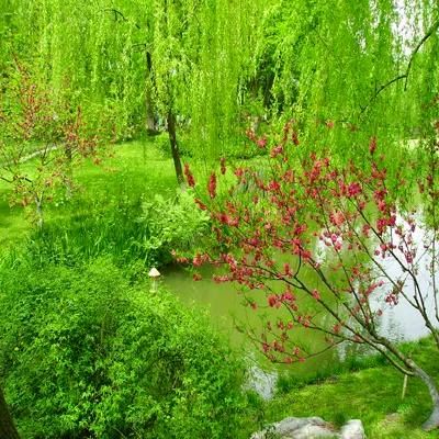 【荣耀中国】古风.春到家乡处处情作者/刘同芳（山东）（图2）