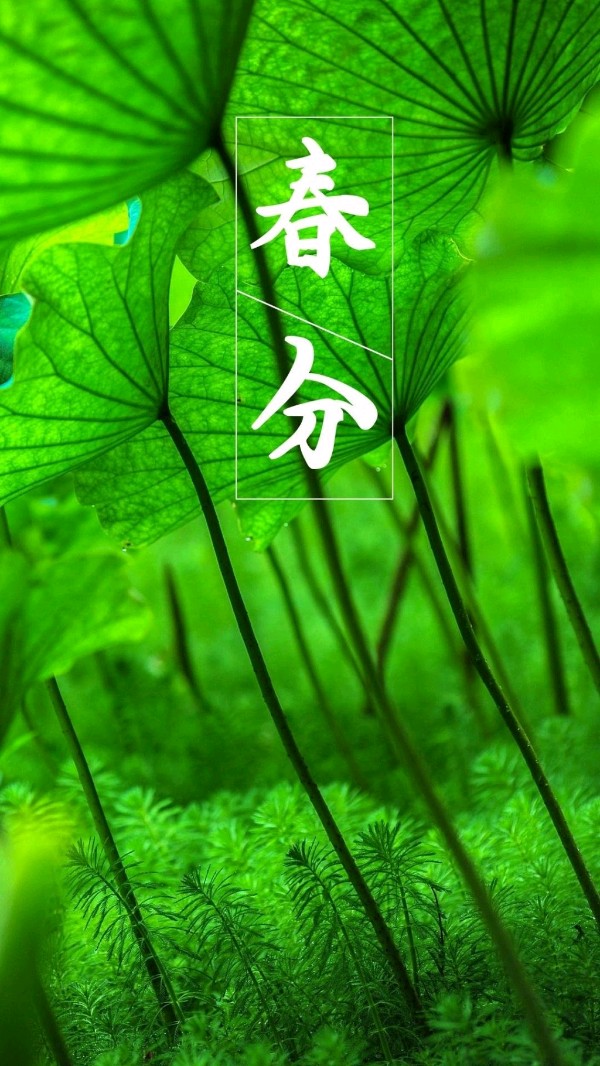 【荣耀中国】满庭芳·春分（晏几道体）文/贾宝汀（河北）（图2）
