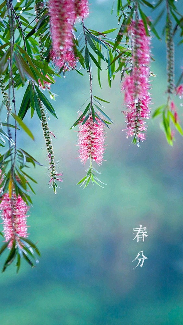 请欣赏影儿 田心倾情朗诵李振和老师的作品《春分雅韵•异地乡愁》编辑//海纳百川/【中国长江文学社】有声文学平台【第8106期】（图3）