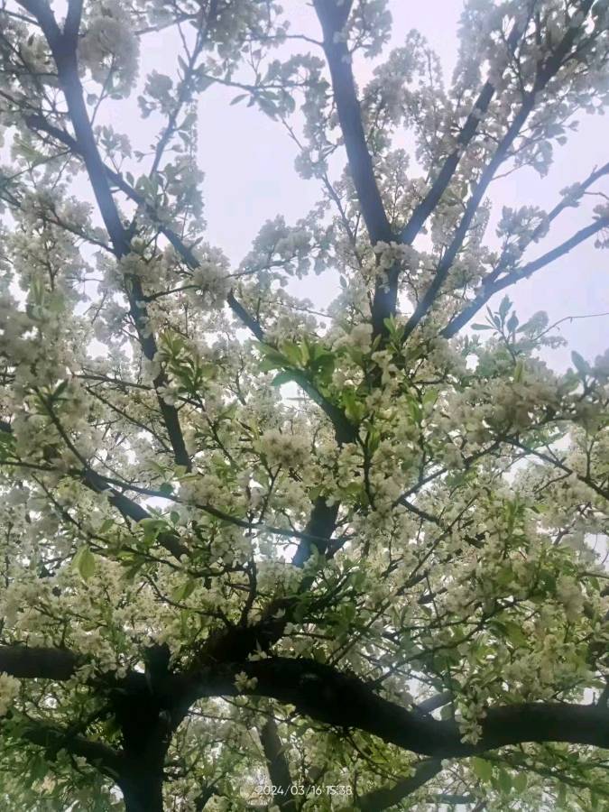 联机全球发布王铁忠作品欣赏（图95）