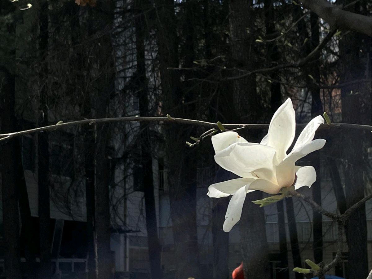 春分有感 ‖ 作者/蒲扇 朗诵/许宏（图6）