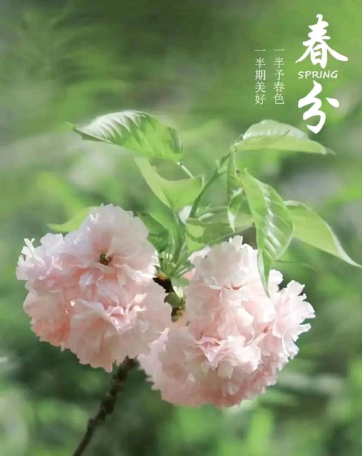 《九江文学社：北京头条》《甲辰春分节气》专刊【总第2018期】（图9）