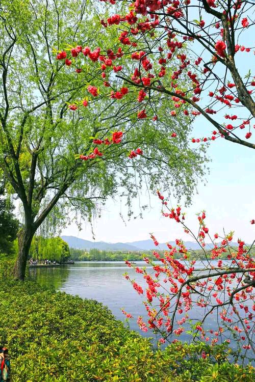 【新山东文学社】《七绝.春诗（新韵.八首）》作者/王新华 主播/笑笑（图6）