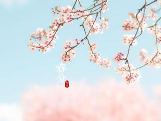 春分 作者：秋之韵 朗诵：妙琪（图4）