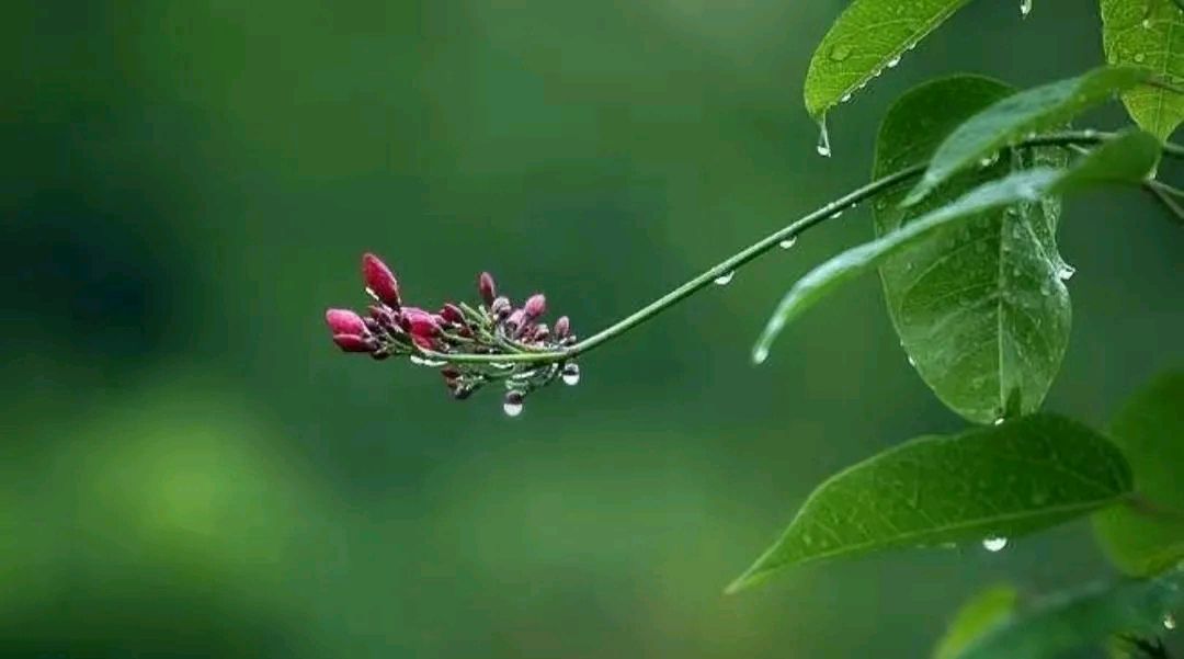 陈正的《春分二首》