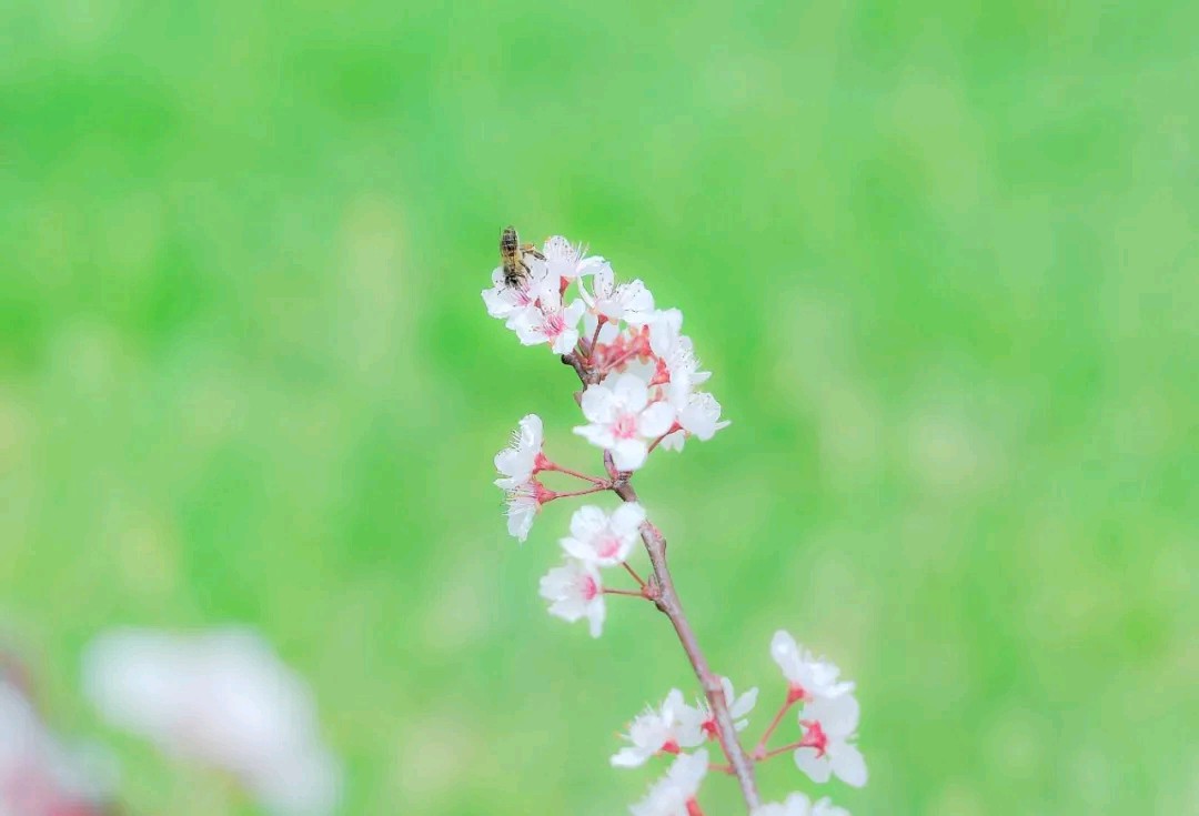 陈正的《春分二首》（图3）