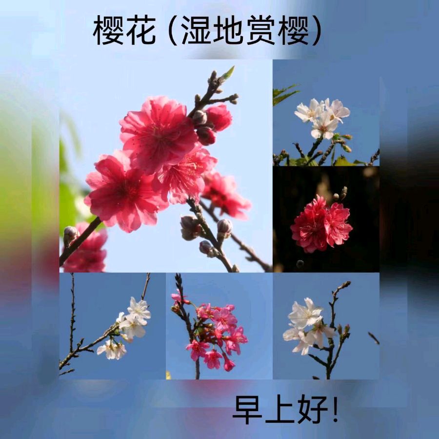 联机全球发布马洪武作品欣赏（图141）