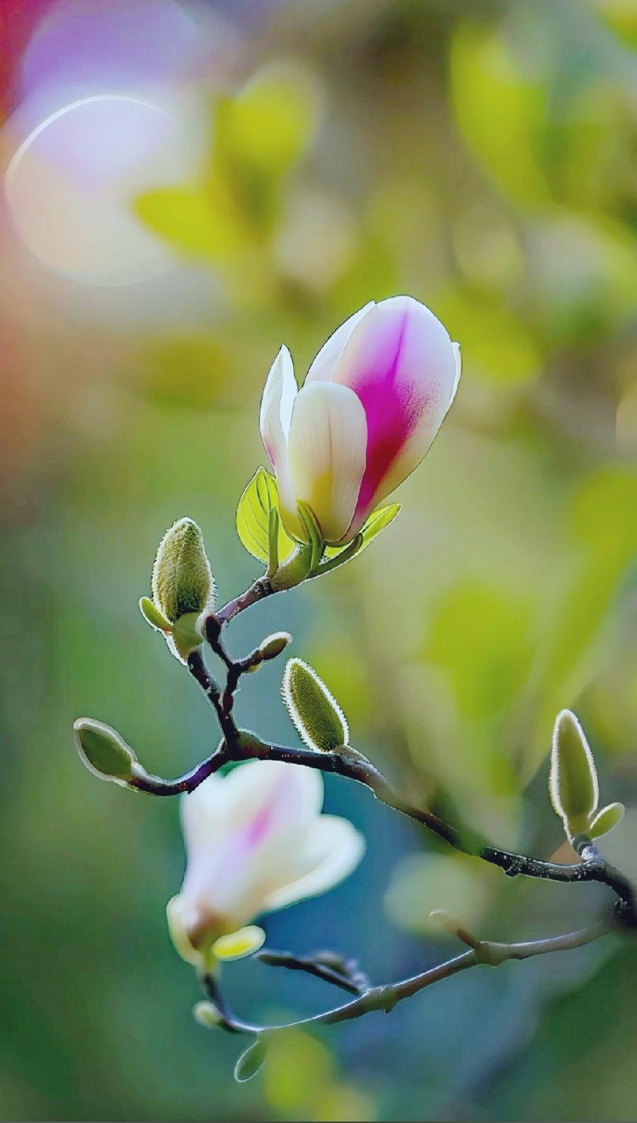 排律-春韵寻芳～诗||杨景儒（图13）