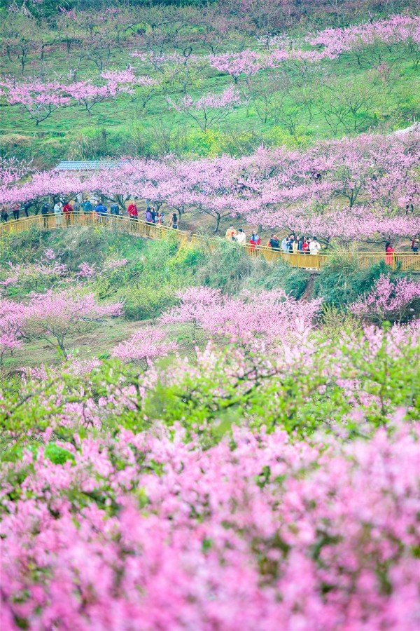 桃花山～诗||朱学钦（图13）