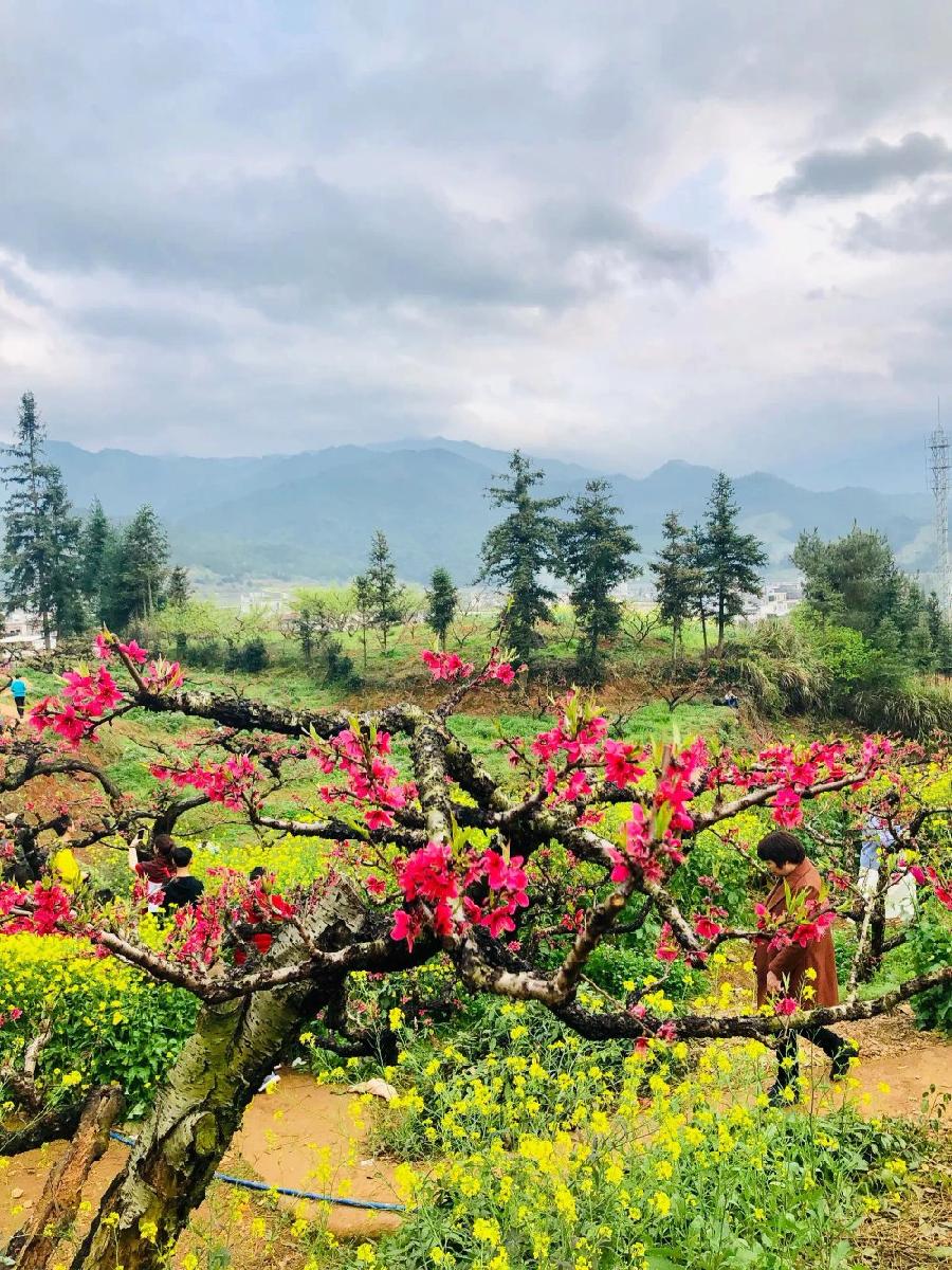 桃花山～诗||朱学钦（图9）