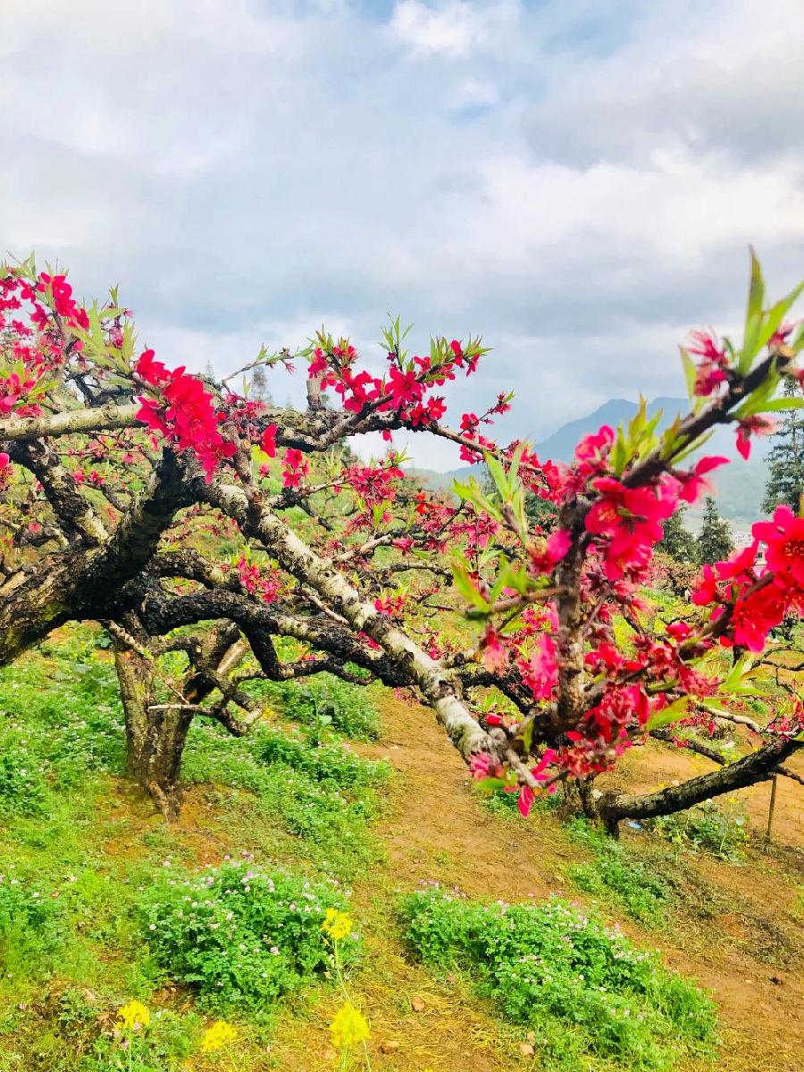 桃花山～诗||朱学钦（图12）
