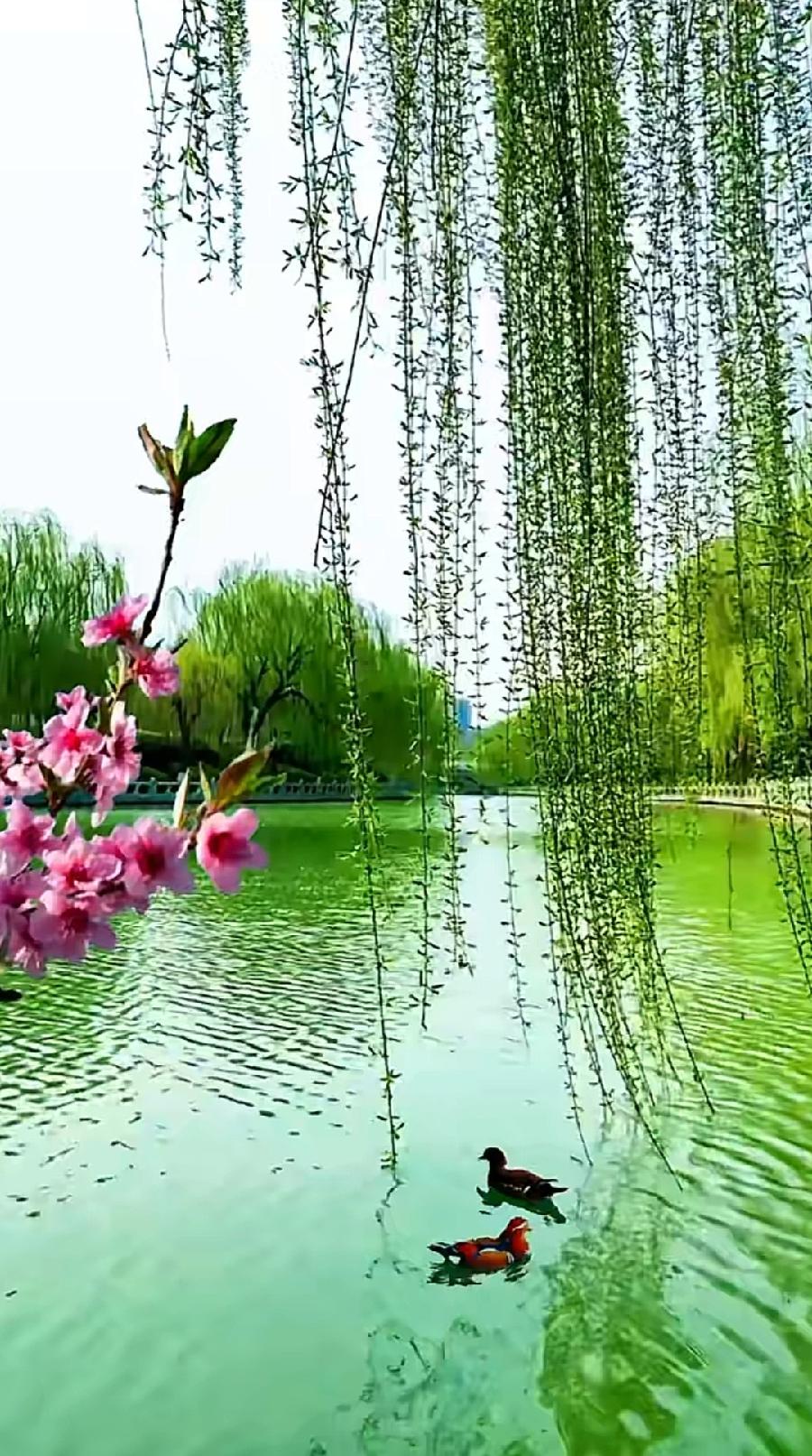 七绝-春光月夜～诗||郝文泉（图8）