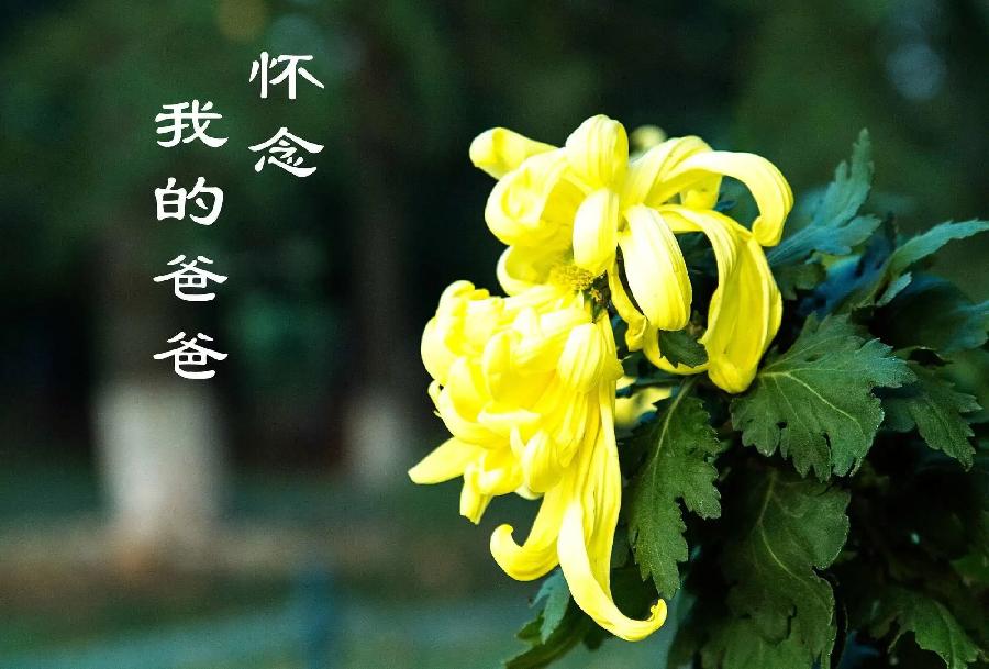 纪念父亲冥诞121周年(上)文||张连和(图11)