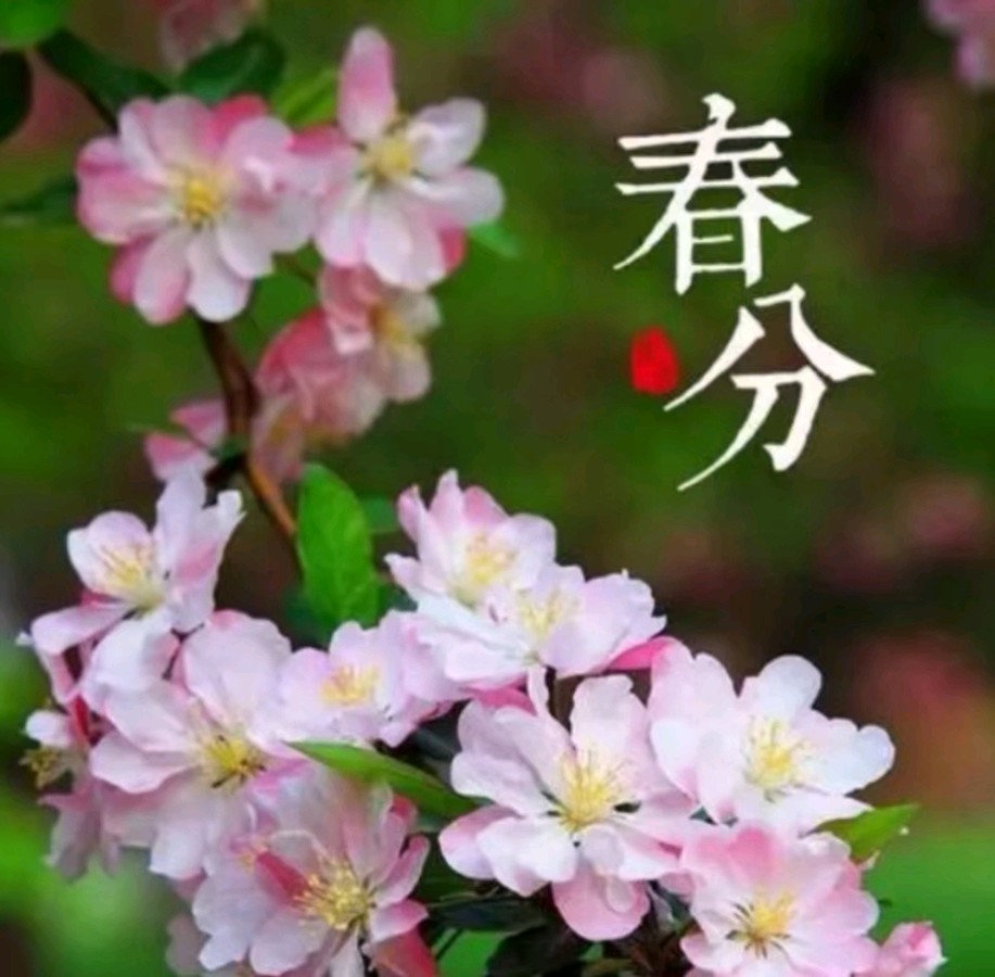 【国学雅韵社】七律 • 春分文 / 蔡辉英（图4）