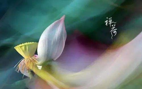 金子朗诵《金句》专集之十五;收集:金华(李敬党);编辑:开心快乐【运河之春】(第151期)(图11)