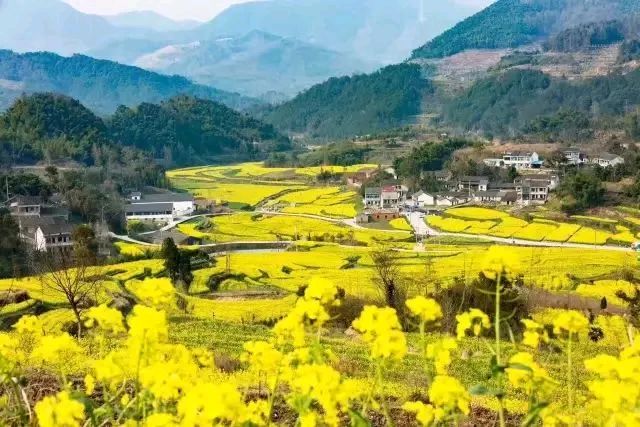 【荣耀中国】沁园春 再赋油菜花作者/刘成宏（河南）（图2）