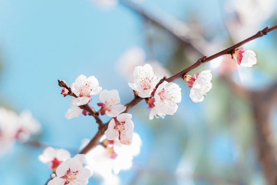 《杏花开了》 文/杨献才（图3）