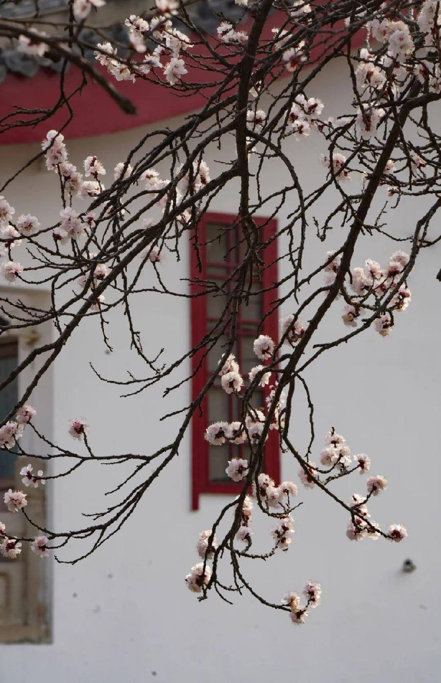 《杏花开了》 文/杨献才（图2）
