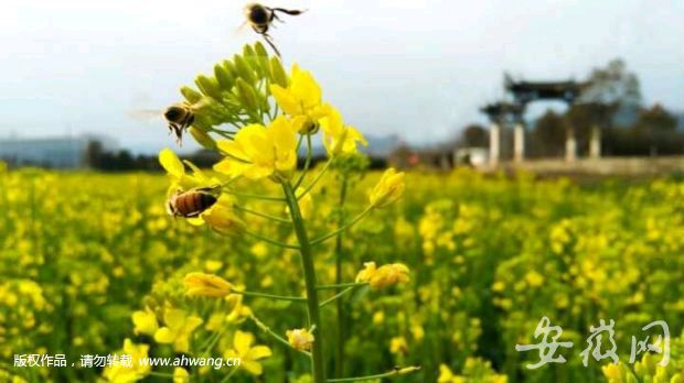 七绝 · 观油菜花戏作（中华通韵九熬平） 扬 鲁（图3）