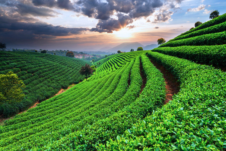 金湘粤茶韵(图3)