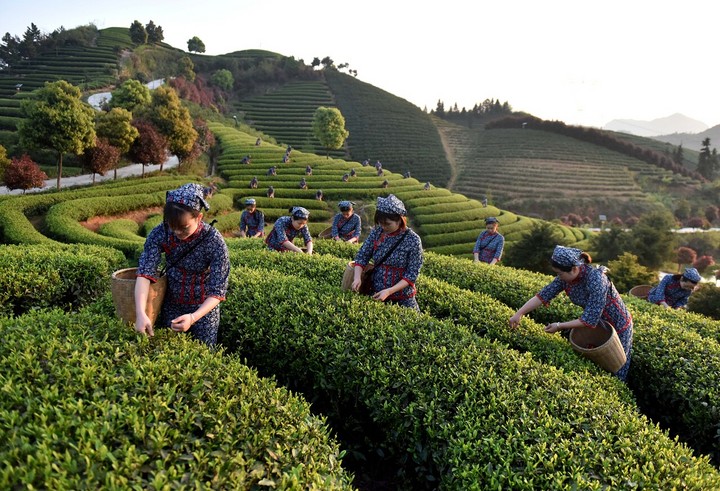 金湘粤茶韵(图5)