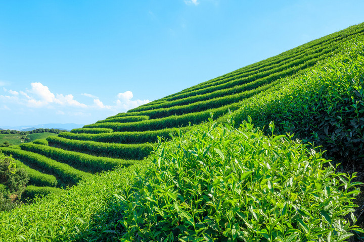 金湘粤茶韵(图8)
