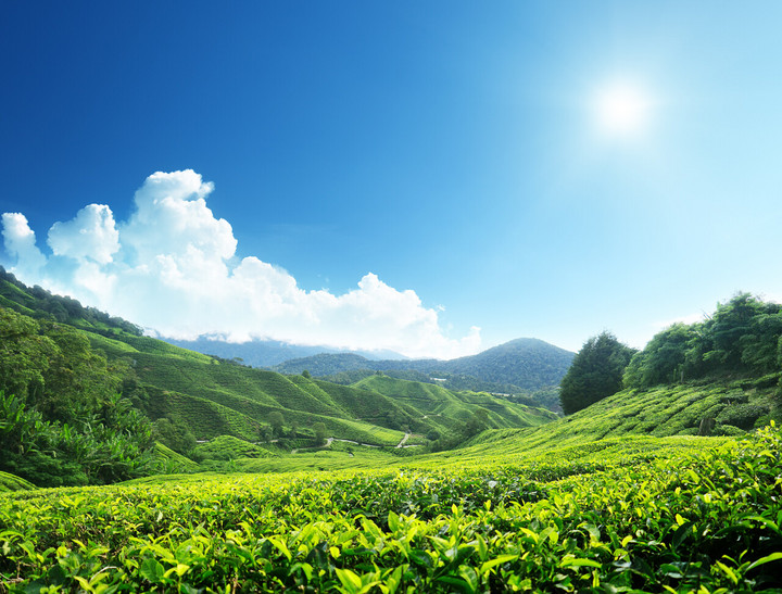 金湘粤茶韵(图9)