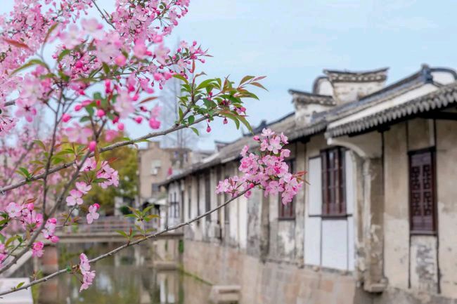 【明心文学】朱海明·春轩留韵诗词五首 主播·舒心快乐（图2）