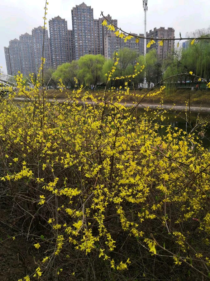 【明心文学】迎春 作者/焦相成 主播/云雾（图3）