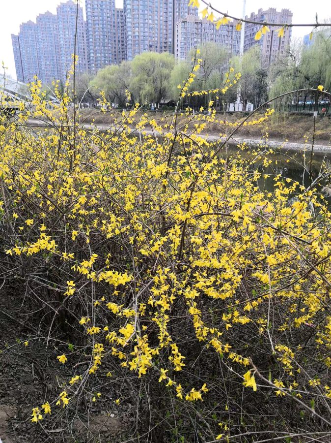 【明心文学】迎春 作者/焦相成 主播/云雾（图2）