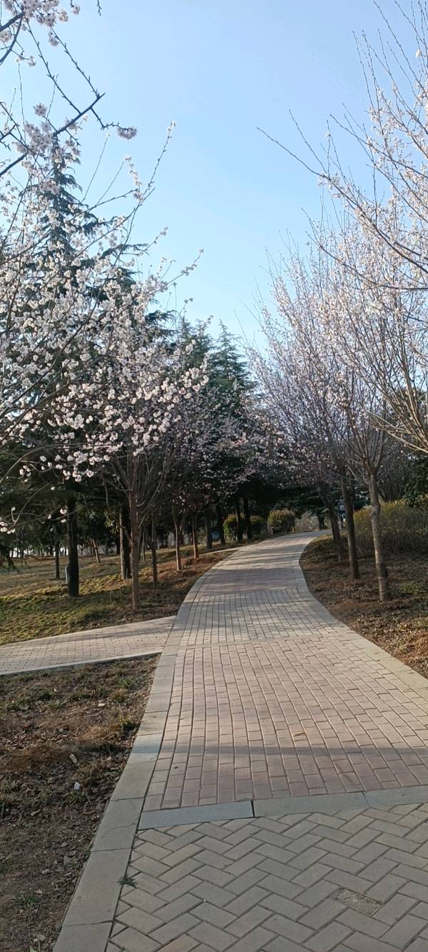 木兰花 原作/梁立锋（图5）
