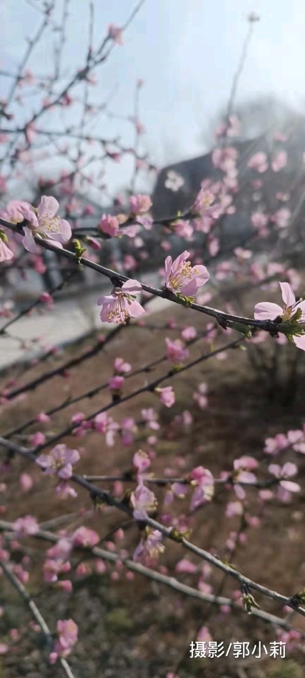 木兰花 原作/梁立锋（图2）
