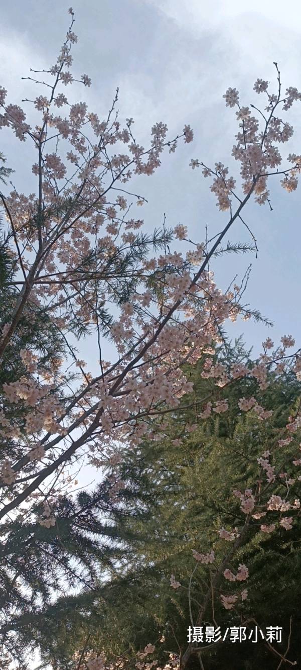 木兰花 原作/梁立锋（图3）