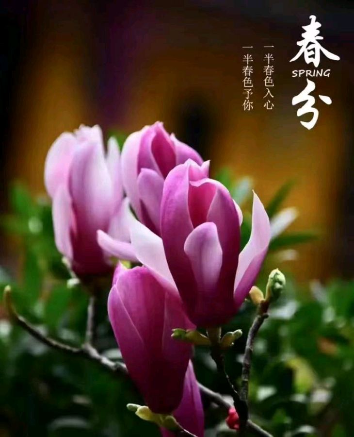 【上海分会】诗生活‖古韵飘香 117 期（图5）
