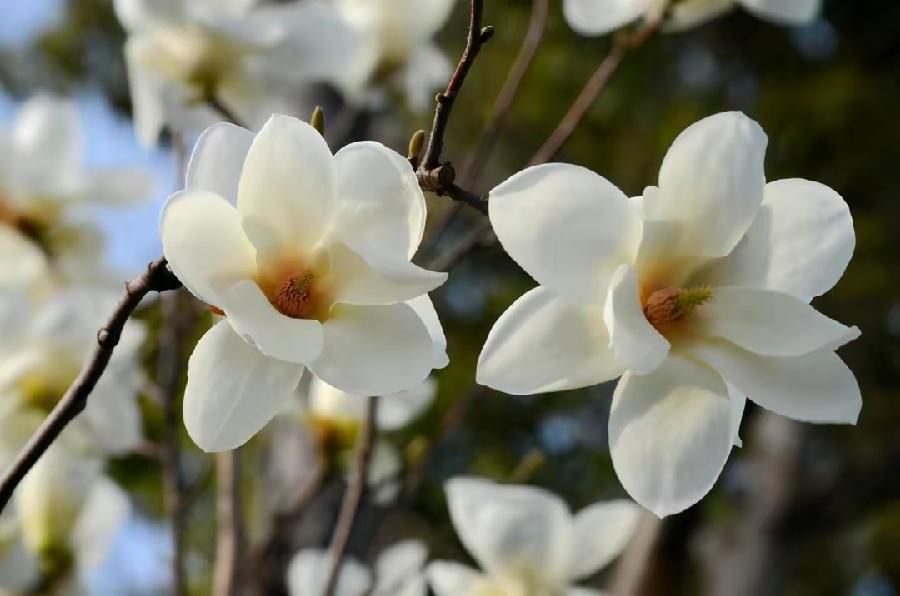 七绝·忽见游园一树玉兰花开（文/张华兴）……莲叶之珠文学社（图3）