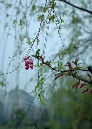 感 春（文/许碧霞）……莲叶之珠文学社（图3）
