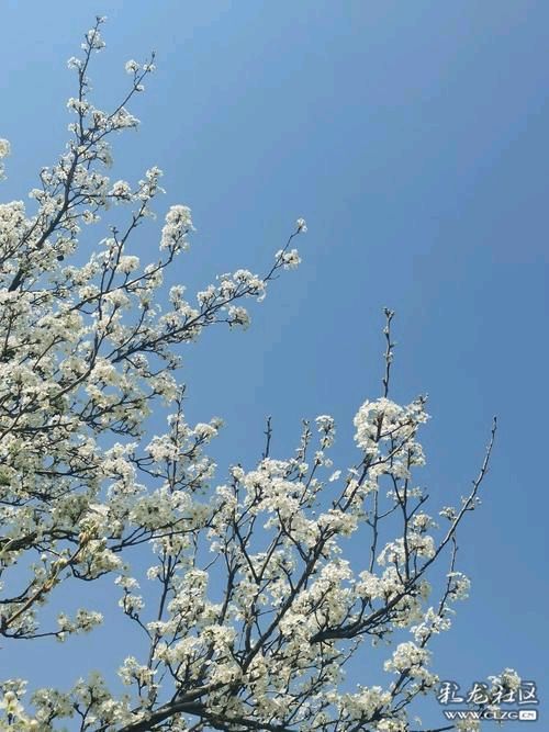 《鹧鸪天·春系列》作者:马守华【桃源国际诗歌文化传媒】桃源古韵展示（图8）
