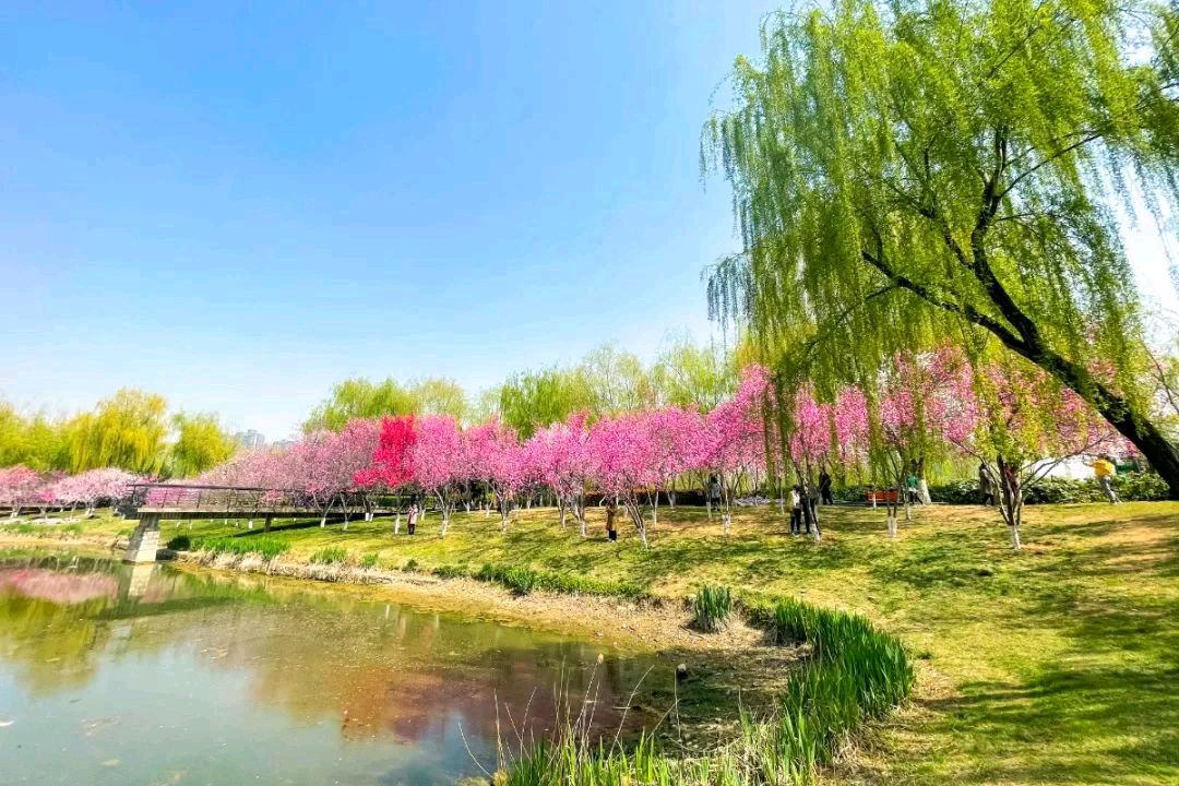十六字令 春 （七首）作者／姜启赋（图4）