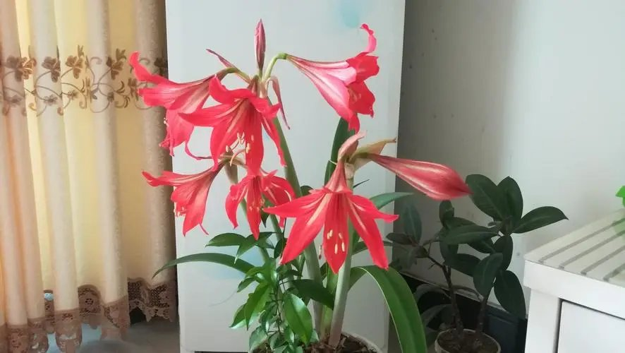 科考花开（组合）诗||一农（图14）