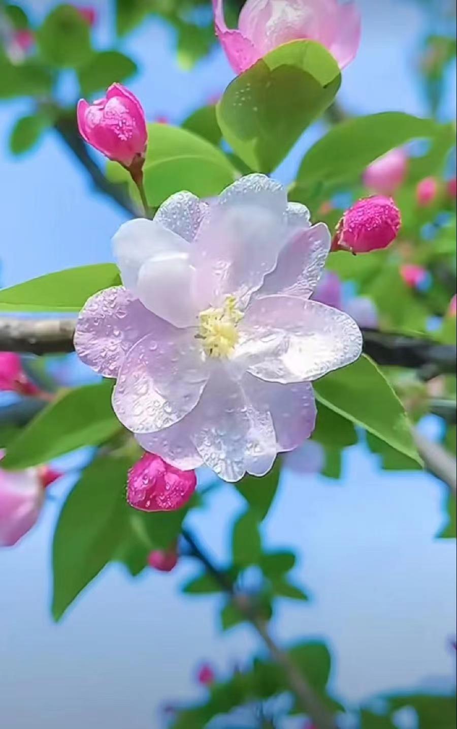 七律-春雨～诗||旗袍（图8）