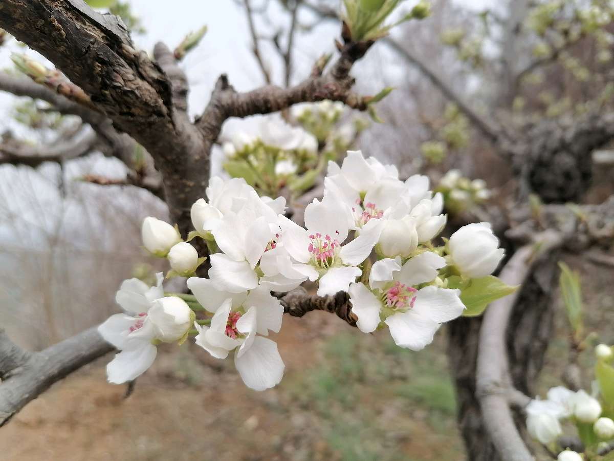 短歌丝语（八）（图3）
