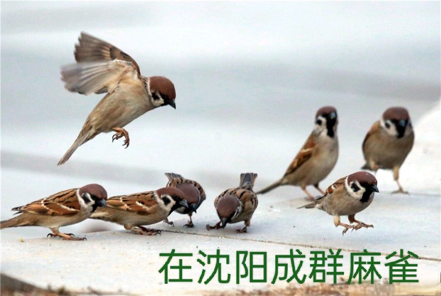 《麻雀》作者：郭小林。配乐：真实《麻雀叫声》。[中国现代诗歌文化传媒]（图6）
