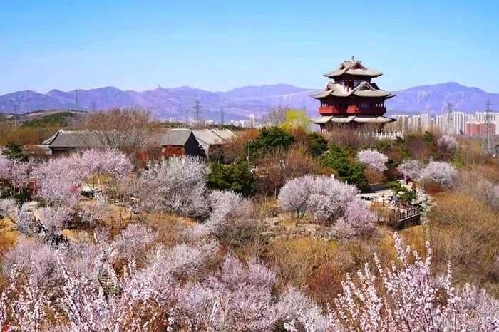 《桃花吟》作者：田歌。配乐：《桃花谣》[中国现代诗歌文化传媒]（图5）