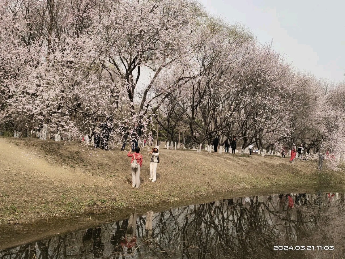 《桃花吟》作者：田歌。配乐：《桃花谣》[中国现代诗歌文化传媒]（图6）